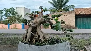 Bonsai Sancang Ontherock 