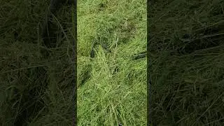 Big grass snake