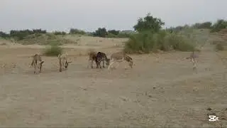 Donkey Mating Animal MatIng 4K video 