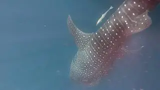 Whale shark diving Drift Velu Retreat