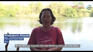 Conservation zones revive fish populations in Ubon Ratchatani, Thailand