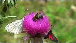 The Beauty of Nature 2 - La Semplice Bellezza della Natura 2