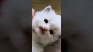 Cute Baby Cat #shorts #cutecatsanddogsplanet #funnycatreaction