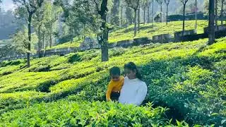 Tea garden 