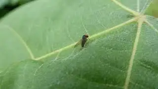 Protoclythia modesta, Grijze Honingzwambreedvoet, male, Velsen NH, the Netherlands, 4 Nov 2023 (1/2)