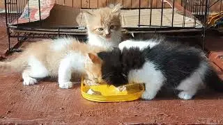 Cat Life - Kitten Funny