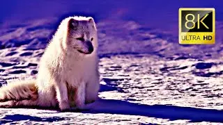 Arctic Fox Facts: How These Animals Survive Extreme Cold | Discover HD