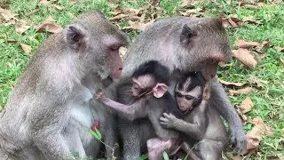 Jewel & Tarzana Are Best Friends-Baby Monkeys Never Ever Have Fight