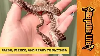 Hatchling Rough-scaled Python | Reptile Life Adelaide