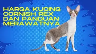 Cornish Rex Cat Prices and Care Guide #Cornishrex cat prices