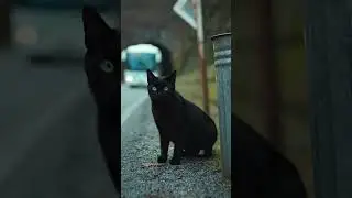The Bus Stopped Because Two Cats Refused to Move