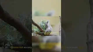 The Lazy Koalas' Survival Strategy