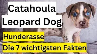 Catahoula Leopard Dog Hunderasse 🐶 Die 7 wichtigsten Fakten