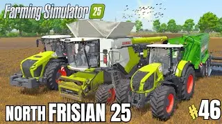 NORTH FRISIAN #46 harvesting |fs 25 timelapse | farming simulator 25 |