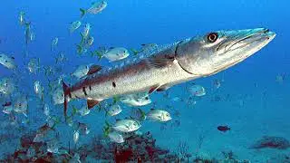 Fish mortality | Wikipedia audio article