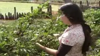 A prima &Oacute;rf&atilde; - Vers&atilde;o brasileira: A F&eacute; Primitiva Produ&ccedil;&otilde;es