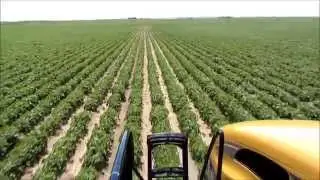 Spraying potatoes with RoGator RG1100
