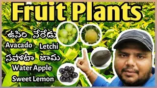 Best Fruit Trees for Home Garden & Farming | Annual Income | Usiri,Guava,Sapota, Jamun #asplants