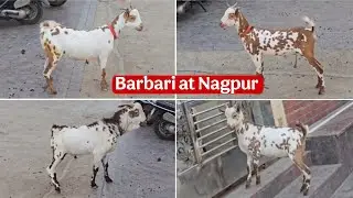 Quality Barbari goats at Al-Fareed goat farm Nagpur Maharashtra 