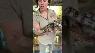 This is Why they are called False Water Cobras😳🐍 #wow #cool #snakes #educational #video #shorts