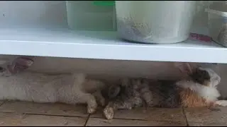 Angon kelinci lagi