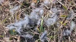 Hiked 2 Miles, Evidence of Songbird Eaten, Grey Feathers on Ground at Hal Scott Preserve! Orlando