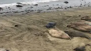 Sea lions of Big Sur #nature