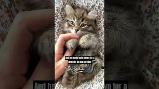 Joe Rogan on Meeting his Crazy Feral Cat