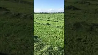 Teff grass hay Update #3