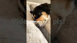 Video ideas? #bestpet #funnypets #cute #trending