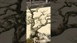 Chinese Hackberry Bonsai Lost its Leaves in Fall #relax #bonsai #garden #gardening #tree #autumn
