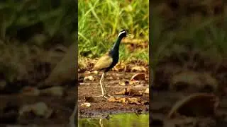 Bronze-winged Jacana Song #photography #shorts #wildlife #cambodia #birdwatching #bird