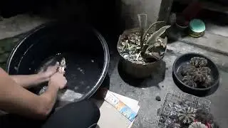 Magpaksiw na si Felimon. Makasuwa gyud basta kugihan magharvest sa wild garden under the sea