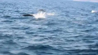 TOUR HUATULCO ||| DELFINES