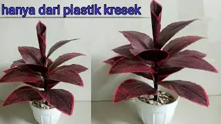 diy cara mudah membuat tanaman aglaonema dari plastik kresek/diy plastic flower crafts/kerajinan