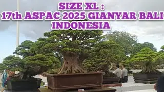 BONSAI SIZE XL: 17th ASPAC 2025 GIANYAR BALI INDONESIA