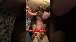Next doors dog wanting her belly rubs 🐶🐶