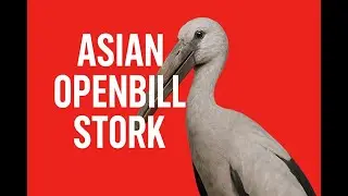 Asian Openbill Stork Hunting Snails &mdash; Nature&rsquo;s Expert Feeder! 🐦🐌
