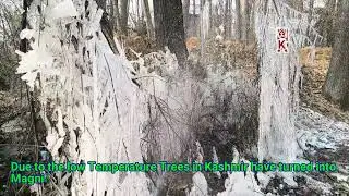 As the Temperature Drops in Kashmir, the Trees turn into Magnificent Snow Sculptures.