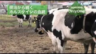 明治から続く 北海道大学ホルスタインの血統 HOKUDAI Only One! No.8