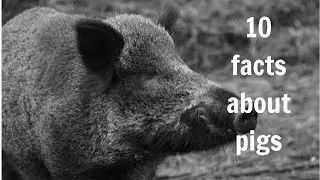 10 interesting facts about pigs. #pigs #shortsvideo #animals 