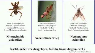 Insekt, orde tweevleugeligen, familie bromvliegen, deel 2 niger insect varia oranje sylvatica Dan