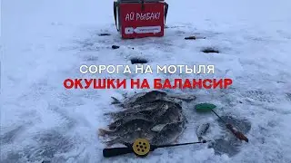 Ловля сороги на мотыля. Окунь на балансир. Зимняя рыбалка 2020-2021 первый лед Самара - Кривуша