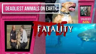 Deadliest Animals in the World Ranked By Humans Deaths per YEAR