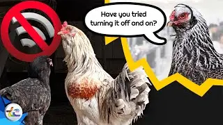 Обновление Transport Evolved Chicken and Garden — у кур ужасный Wi-Fi!