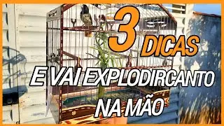 3 DICAS CHAVES - COMO FAZER PAPA CAPIM CANTAR DE GAIOLA DE MÃO