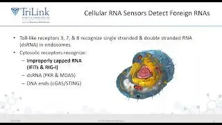 SpotLight Workshop  CleanCap&reg; Presented by Dr  Anton McCaffrey