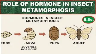 HARMONAL CONTROLE OF INSECT METAMORPHOSIS #HARMONES #insectmetamorphosis  @BioVisionClasses-i2q
