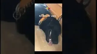 sushant singh rajput dog crying🥺💔💐