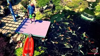 This Koi Pond is incredible! *Best I have ever seen.. (4K)